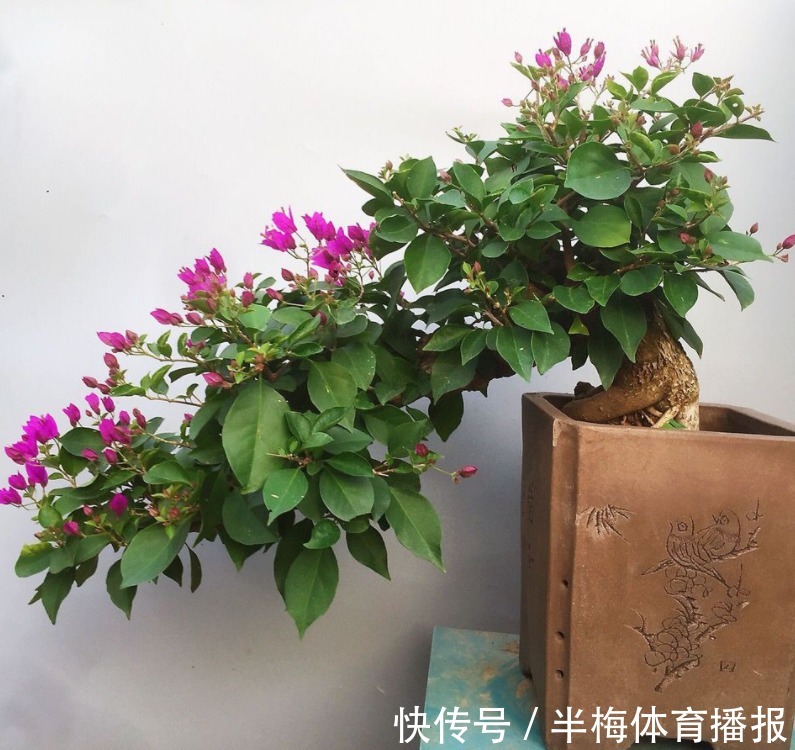 家庭养三角梅,不达到这4个条件,盆栽很难四季开花