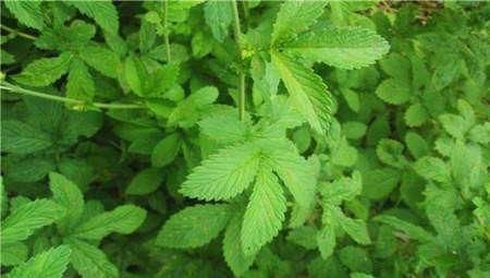 過去用于喂豬,維C是白菜7.5倍,如今成高檔野菜,四季可采