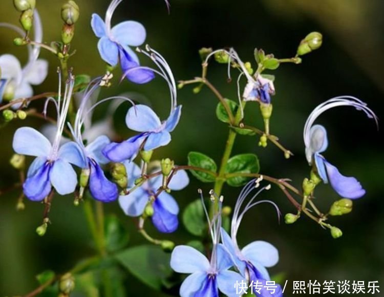 家养此款花卉，花大色艳胜玫瑰，全年开花不断，花开美观又大气