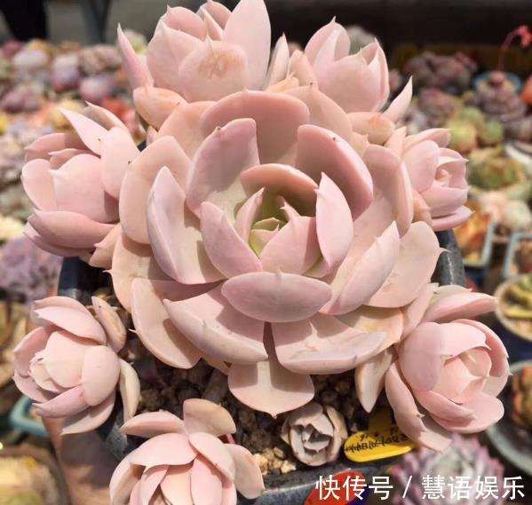 叶片|在家养多肉,学好这些技巧,花盆都长满!