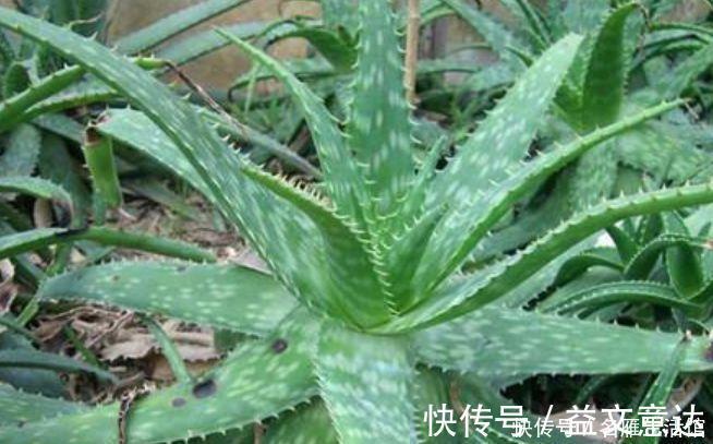 浇水|家里就养4种花，耐旱又耐晒，招财纳福，好运天天到