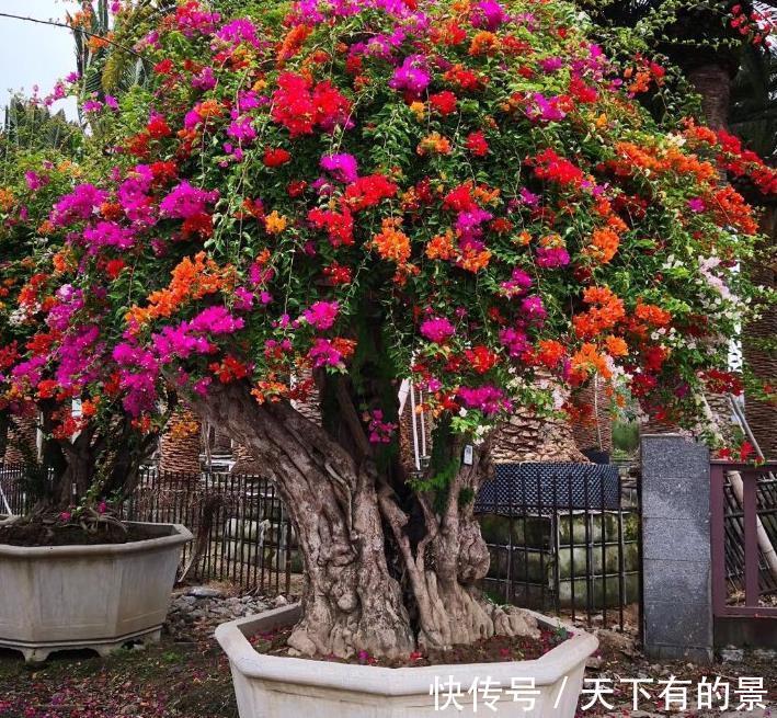 分化|盆栽三角梅该怎么催花?谨记2点,轻松达到目的