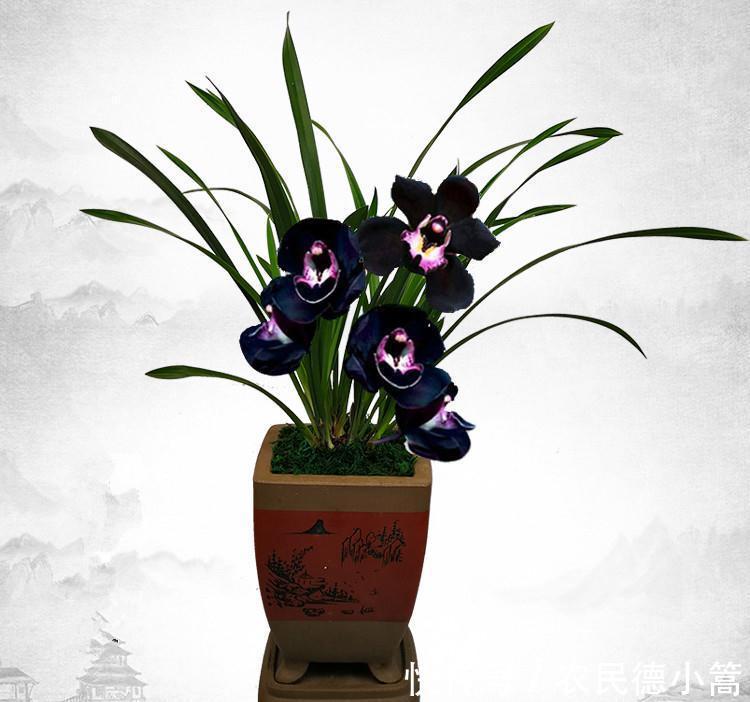 不像兰花的兰花，被誉为是兰花界的黑魔法，新手也可以养