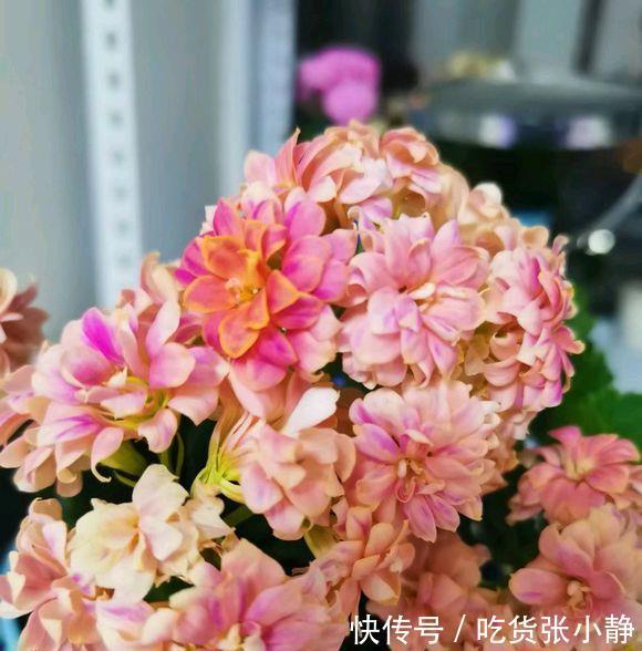 5种漂亮花，天冷多晒晒，越晒长得越健壮，花开得又多又大