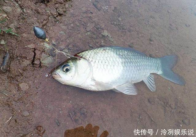 你知道鱼星是如何形成的吗?发现鱼星等于发现鱼,别错过