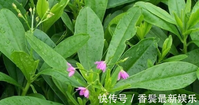 根茎|农村常见的“土人参”，想吃多少摘多少，外面一斤40元比肉还贵！