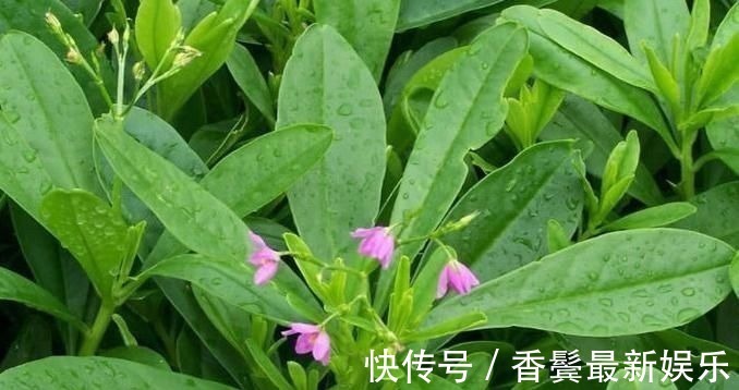 农村|农村常见的“土人参”,想吃多少摘多少,外面一斤40元比肉还贵!