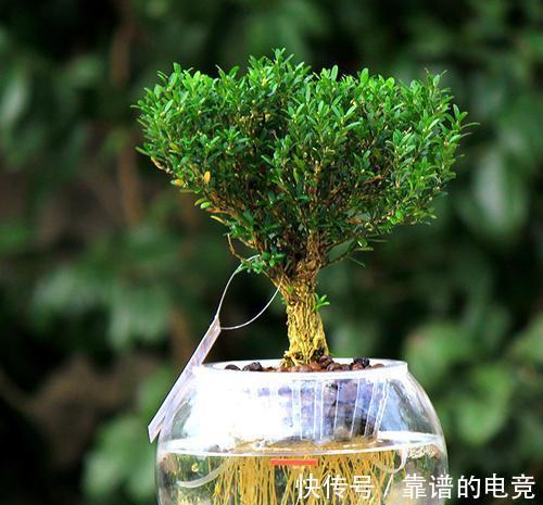 土培|黄杨木盆景——花友们的心头宝