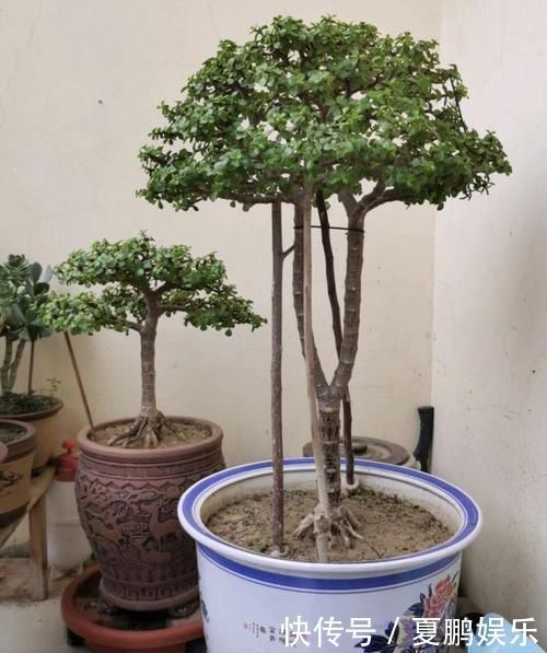 光照|养金枝玉叶要“有耐心”,知道这个小技巧,2年养成高颜值老桩