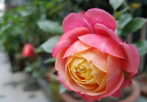 花色|花色艳丽,花瓣层层叠叠,四季有花开,花香四溢飘满屋