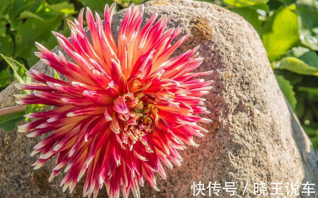 养花7年总结的小经验,希望对你有帮助