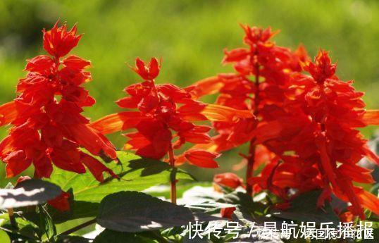 阳台上|最讨人喜欢的4种花，插个枝条就能活，很适合新手入手