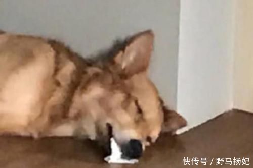 狗狗吐白沫不拉稀 狗狗吐白沫不拉稀