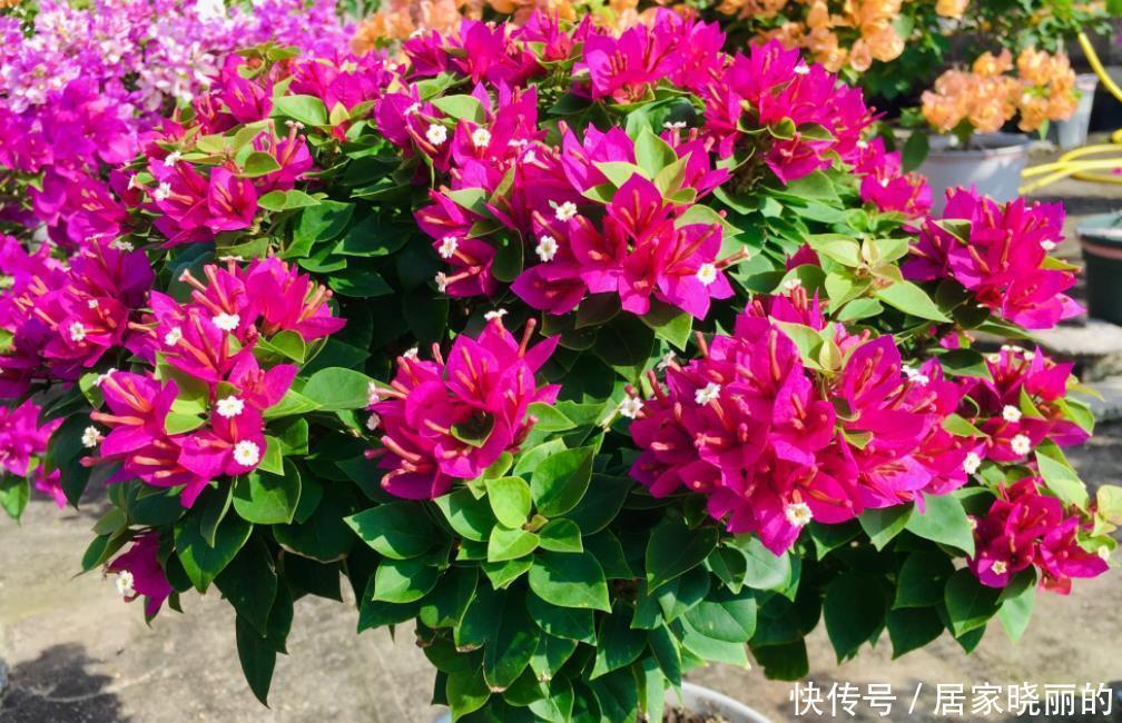 光照|三角梅长出花苞后,“3件事”不能做,不然花苞全部“憋”回去!