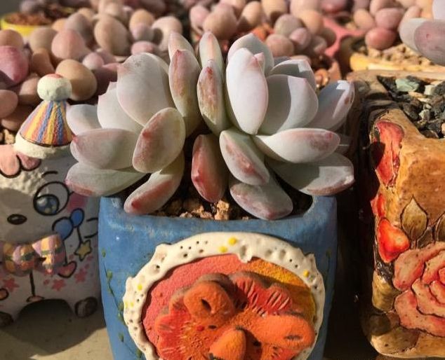 露养的多肉植物放进屋子化水了赶紧学会这些，狂长不冻伤