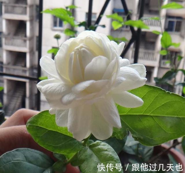 懂花的朋友现在谁还养绿萝，都在养这种香花，开花香，花期长