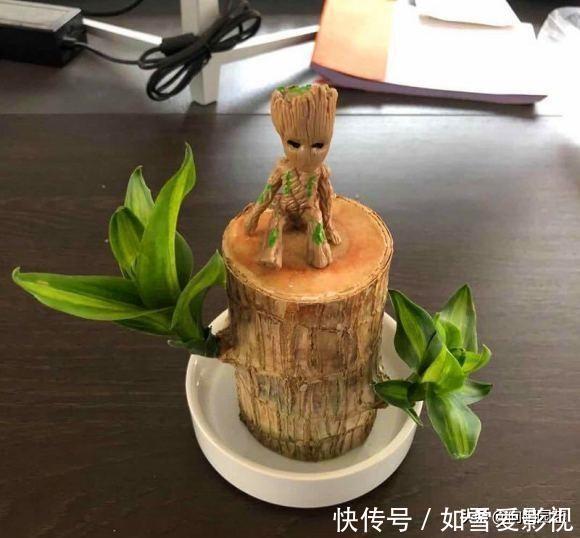 网上很火“小木桩”,60块买了一块,放水里就发芽?真是打脸了