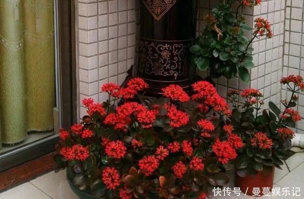 花盆|长寿花盆栽选重瓣品种，这么养护，谁能不喜欢！