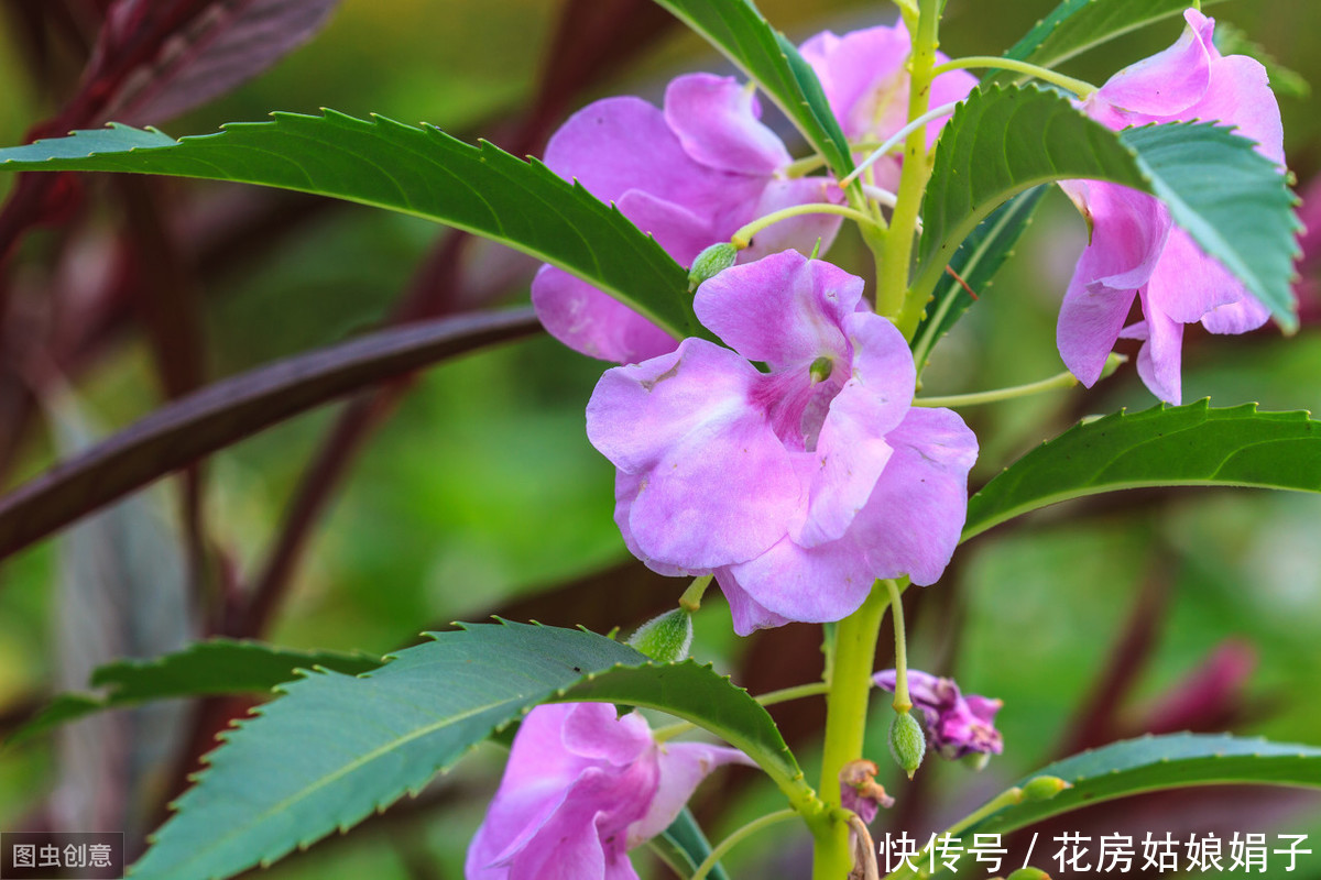 朋友的凤仙花美爆了,其实方法很简单,试着自己养一盆吧
