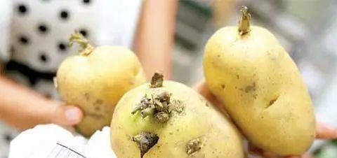 常吃土豆好处非常多,但却不能和“它”一起吃,“后果”很严重