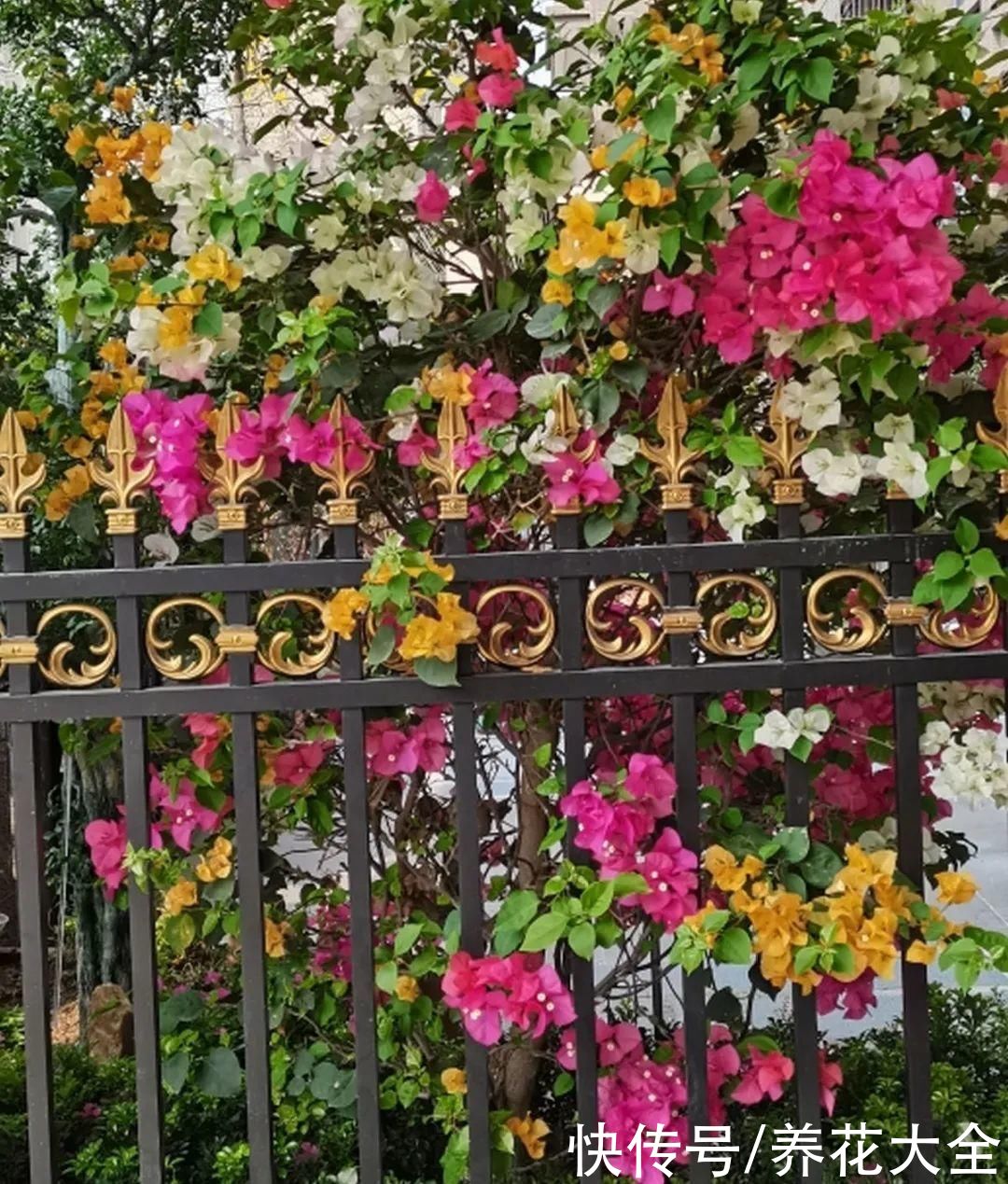 太阳|6种花，命里带“金”，太阳一照金灿灿