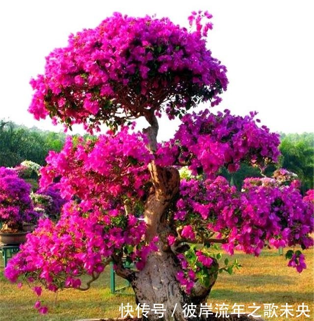 花芽|想让三角梅爆炸式开花,春天给足“3种料”,开花一茬接一茬