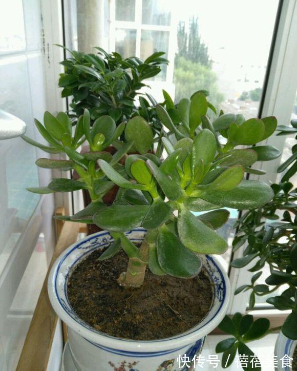 19种常见花“耐寒能力”一览表,天冷要不要“入室”,看看就知道