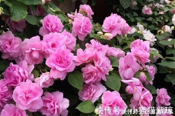 四季开花的花,我建议你养这1种,开花多多,比玫瑰和茶花都漂亮!