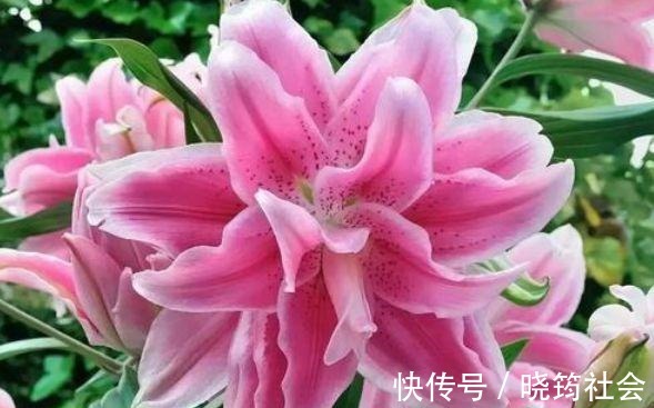 百合花|4种花深受花友的喜欢,开花爆盆很简单,美不胜收,你养了吗