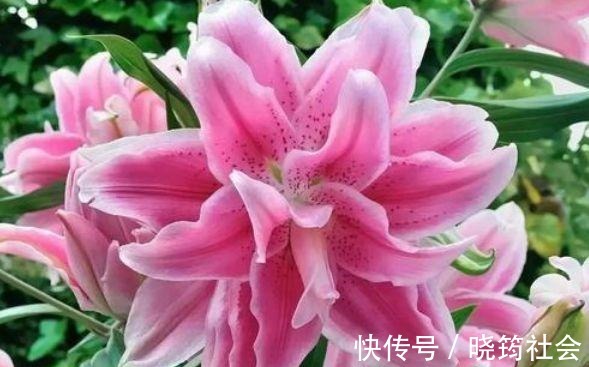 百合花|4种花深受花友的喜欢，开花爆盆很简单，美不胜收，你养了吗