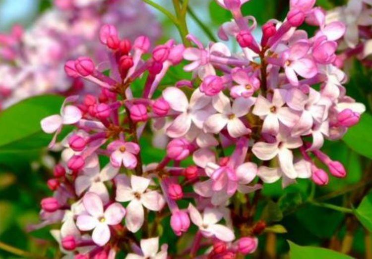 好养易活的花卉,就养这种花,一开就是200多天,没有阳光也开花