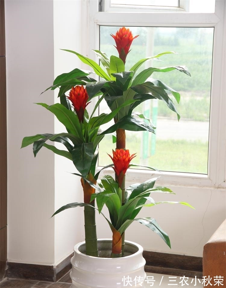 有机肥|鸿运当头只有这么养, 花才能长的鲜艳, 叶片长的宽