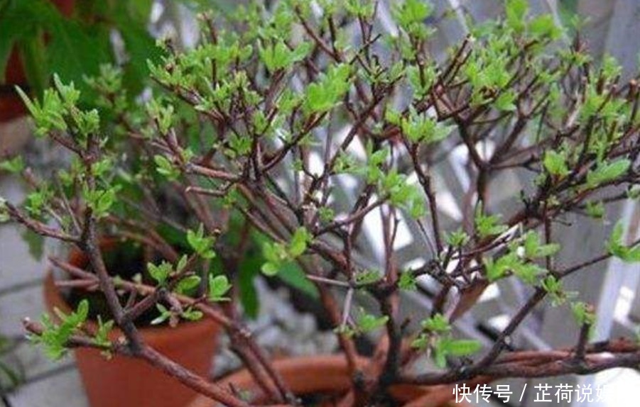 杜鹃花度夏难赶紧换位置,不长斑不招虫,秋天猛开花!