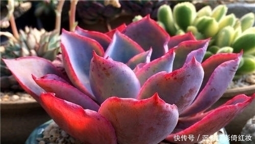 叶片|名字唯美的8种多肉植物,颜值高长满盆,人人见了都想养!