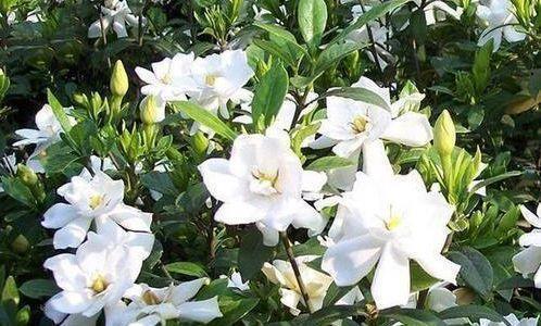 花香|聪明人都养“4种花”,花香四溢,开花旺,有种初恋的感觉!