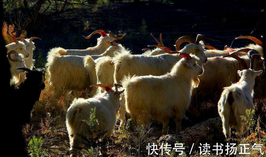 二愣子!史记里有句话“贪如狼,狠如羊”,“狠如羊”怎么说,羊这么狠?