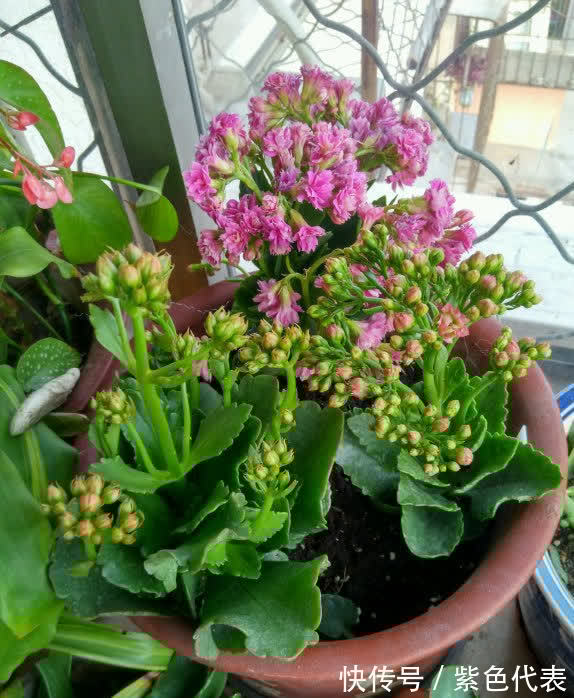 长寿花|立秋后,3种花要及时“翻盆”,不然影响“生长”和开花