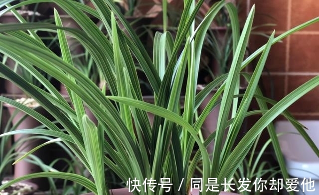 新芽|兰花开完花后,早点给它做好3点,根系长满盆,新芽蹭蹭往外冒