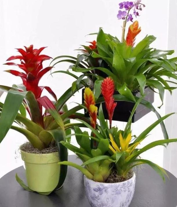 第一次养花没经验牢记''4个重点''，植物蹭蹭长、不生病