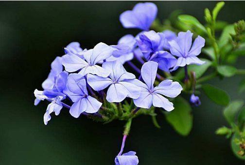 肉质花|4种花号称是开花王,美成了花园,漂亮好养,开花多