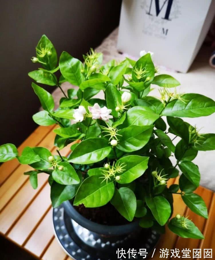 养花不会浇水吗?六大口诀记心间,养啥都能长得旺