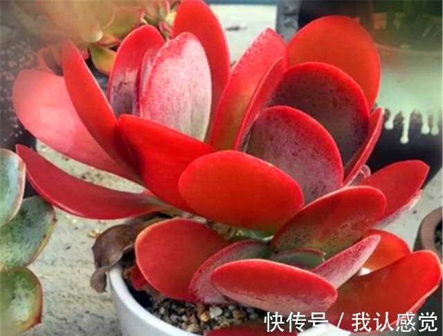 温差|多肉唐印最省心,随便砍一刀,轻松长爆盆,红红火火超喜庆