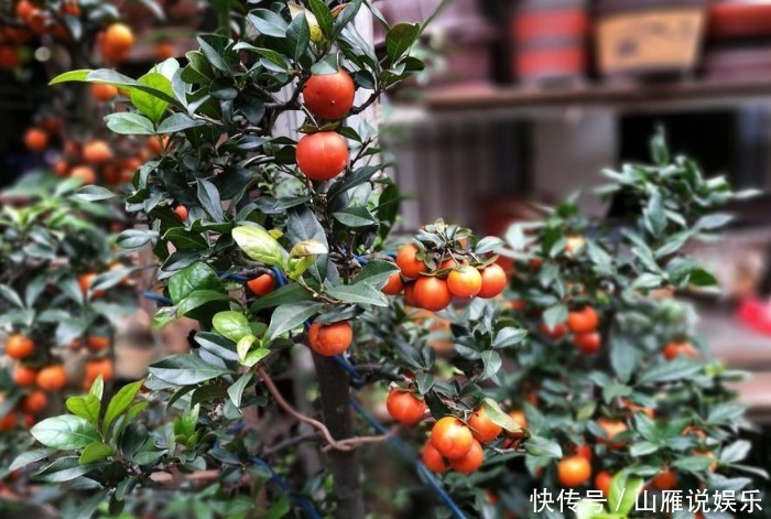 这种植物的果子挂枝头很像灯笼,是观果盆景的上好品种,你喜欢吗