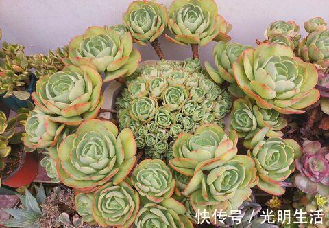 碧桃|夏天老花匠都爱养的碧桃多肉，颜值高叶肥厚，皮实好养适合新手