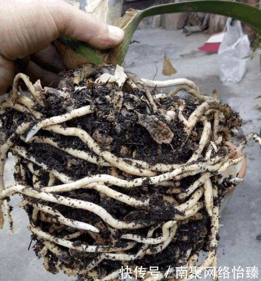 虎皮兰、君子兰、金钱树,用这1种方法,都能养爆盆