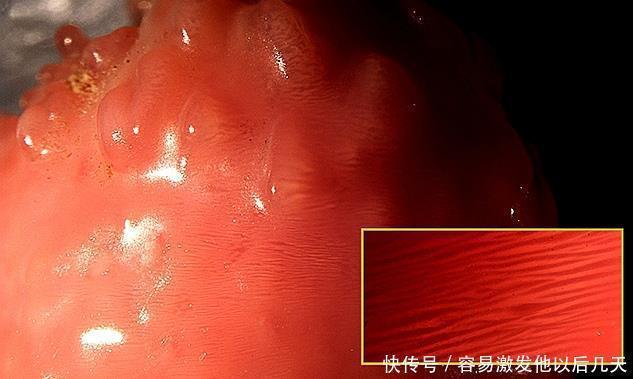 海螺|自然界行走的“彩票”，“吃”出一颗堪比中大奖！