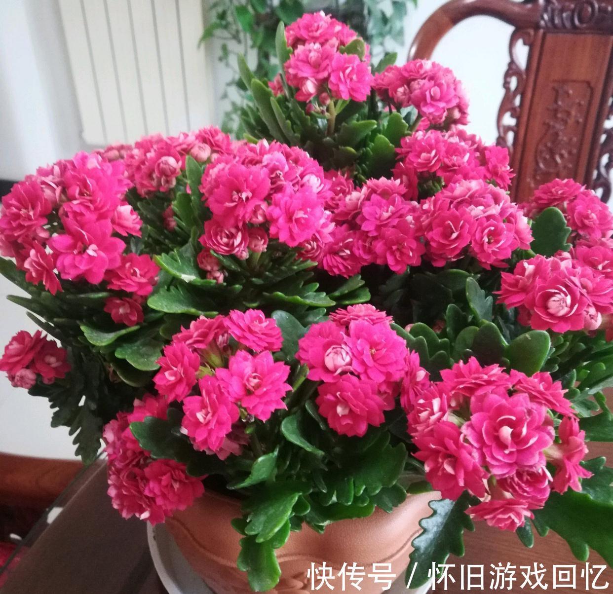 长寿花打花苞了,注意4点,不消苞,不落蕾,花期长