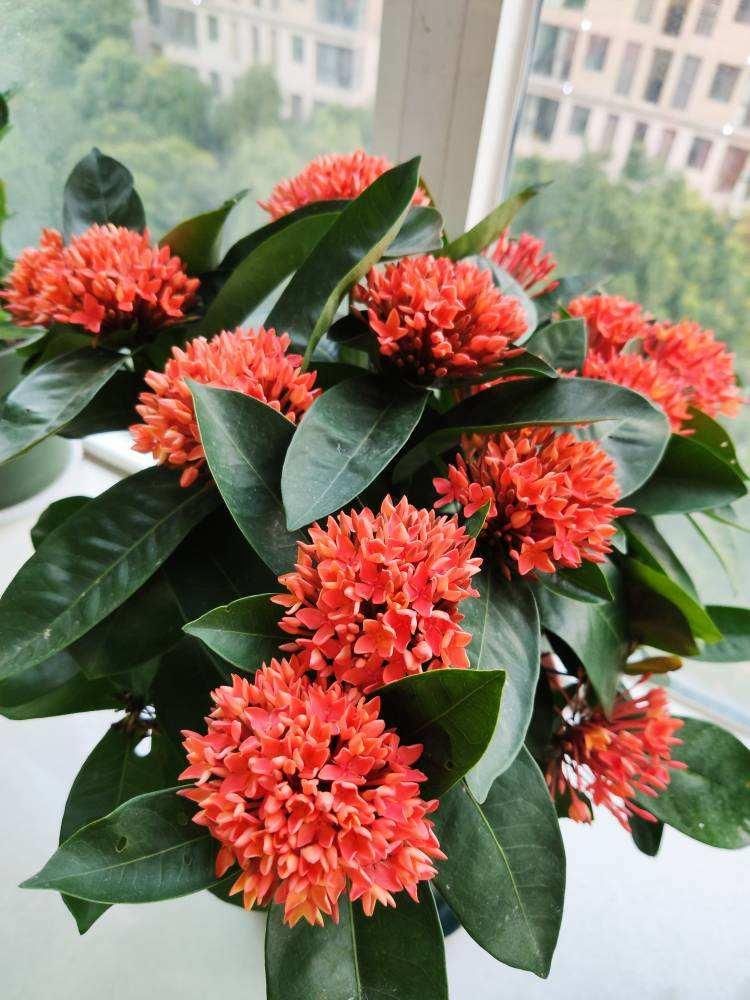 好看好养的龙船花，适应性超强，随便养养就能爆盆