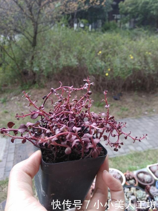 小球|小球玫瑰的逆袭,一年里开枝散叶