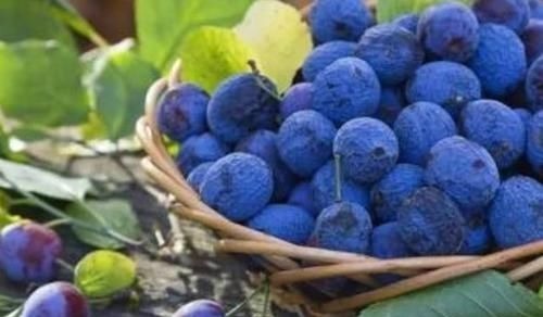 蓝莓|高血压的“克星”找到了，每天多吃点，血压或能“稳如泰山”！